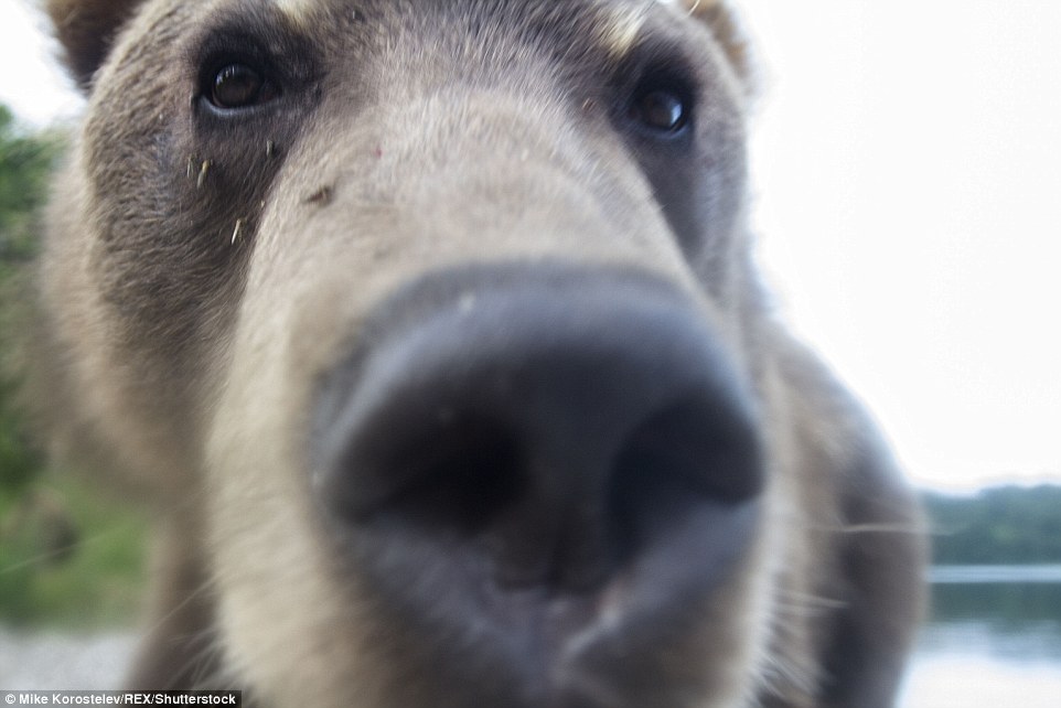 Bear closeup